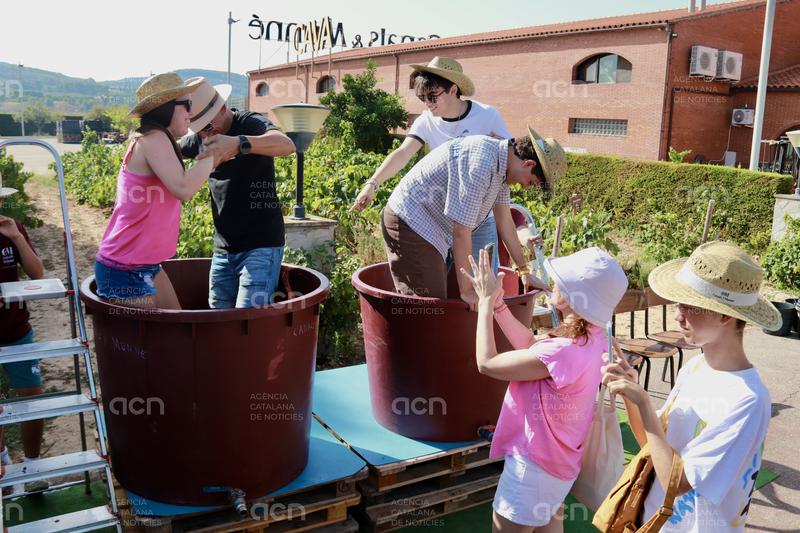 El cava converteix la verema en una experiència immersiva amb una vintena de propostes turístiques