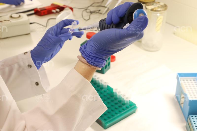 Desenvolupen un hidrogel amb components naturals que permet administrar quimioteràpia de forma local i sostinguda