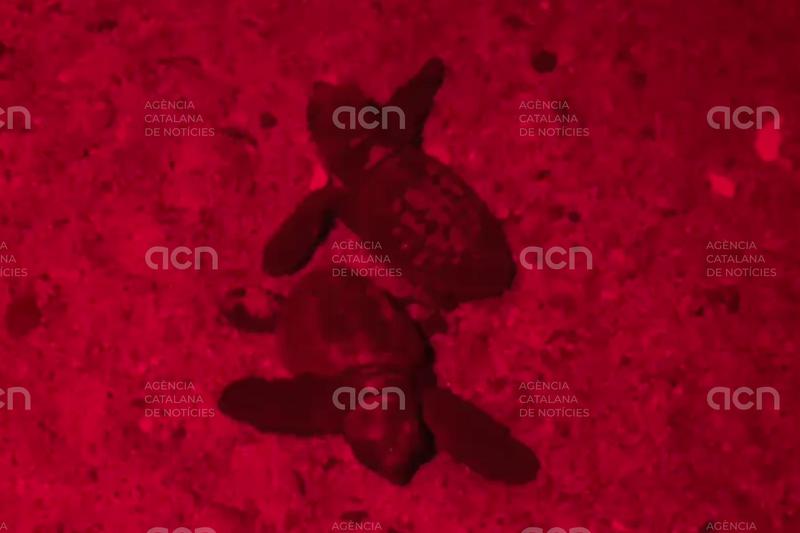 Neixen les primeres 27 cries de tortuga careta del niu detectat a l'Estartit a principis d'estiu