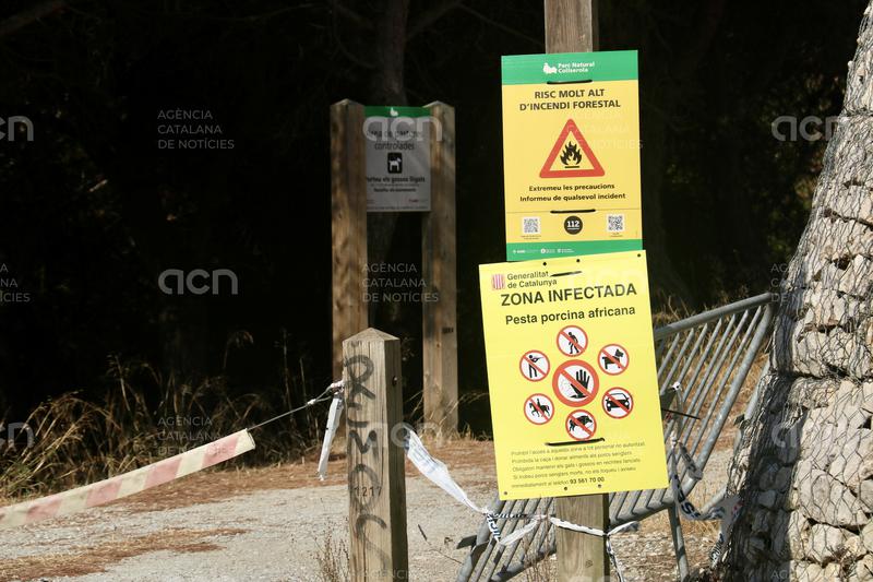 Collserola continuarà tancada "almenys tres mesos més" pel brot de pesta porcina africana