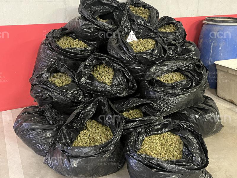 Desmantellen un assecador de marihuana en una antiga explotació avícola de Cabra del Camp