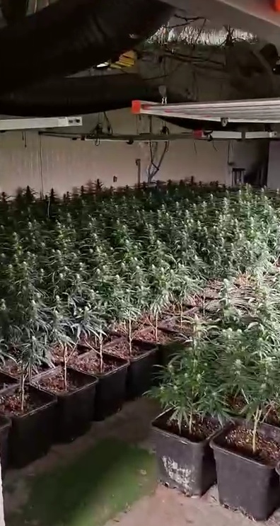 Detingut un home en el desmantellament d'una plantació de marihuana a Cardedeu