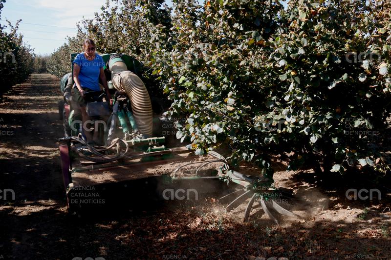 Els pagesos preveuen enguany una millor collita d'avellana i en podrien plegar 5.000 tones al Camp de Tarragona