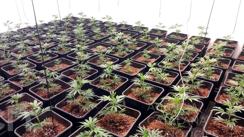 Sis detinguts a Badia del Vallès per tràfic de drogues i relacionats amb el tiroteig sense ferits del 17 d'agost